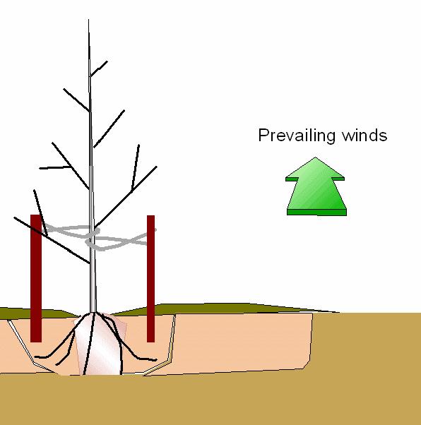 Aboveground factors that affect root growth and function Canopy activity carbohydrate