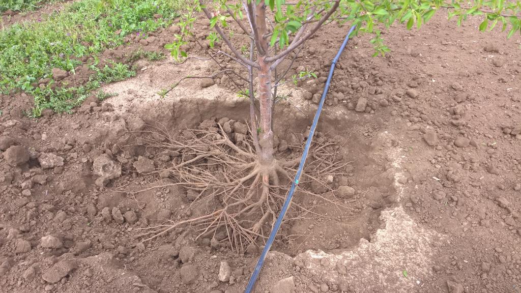 Bare root almond root system, one year after planting (Krymsk 86) Notice that roots