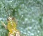 Thrips Densities Foliar-Applied Insecticide (flowers collected 15 Jul) 14 a