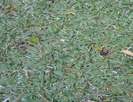 WALKABILITY Agrostis pallens