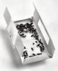 Large numbers of males in a trap may indicate an infested harborage or simply a food source is nearby.