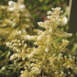 Astilbe 'Bridal Veil', False Spirea blooms June and July above fern-like foliage.