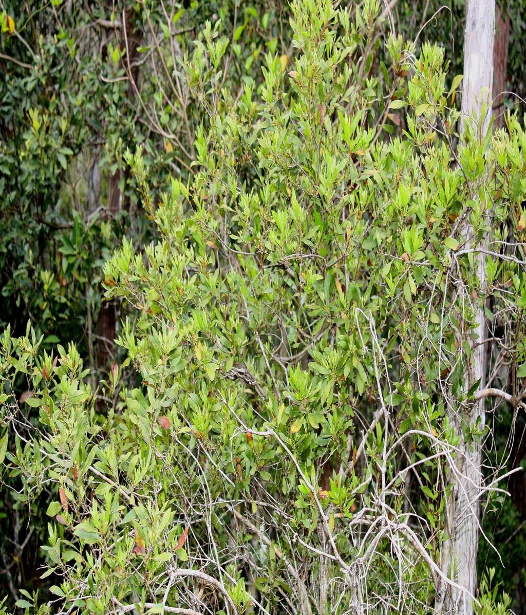 Wax Myrtle Also known as southern bayberry is one of Florida s wide spread plants. It can be found in a variety of habitats.