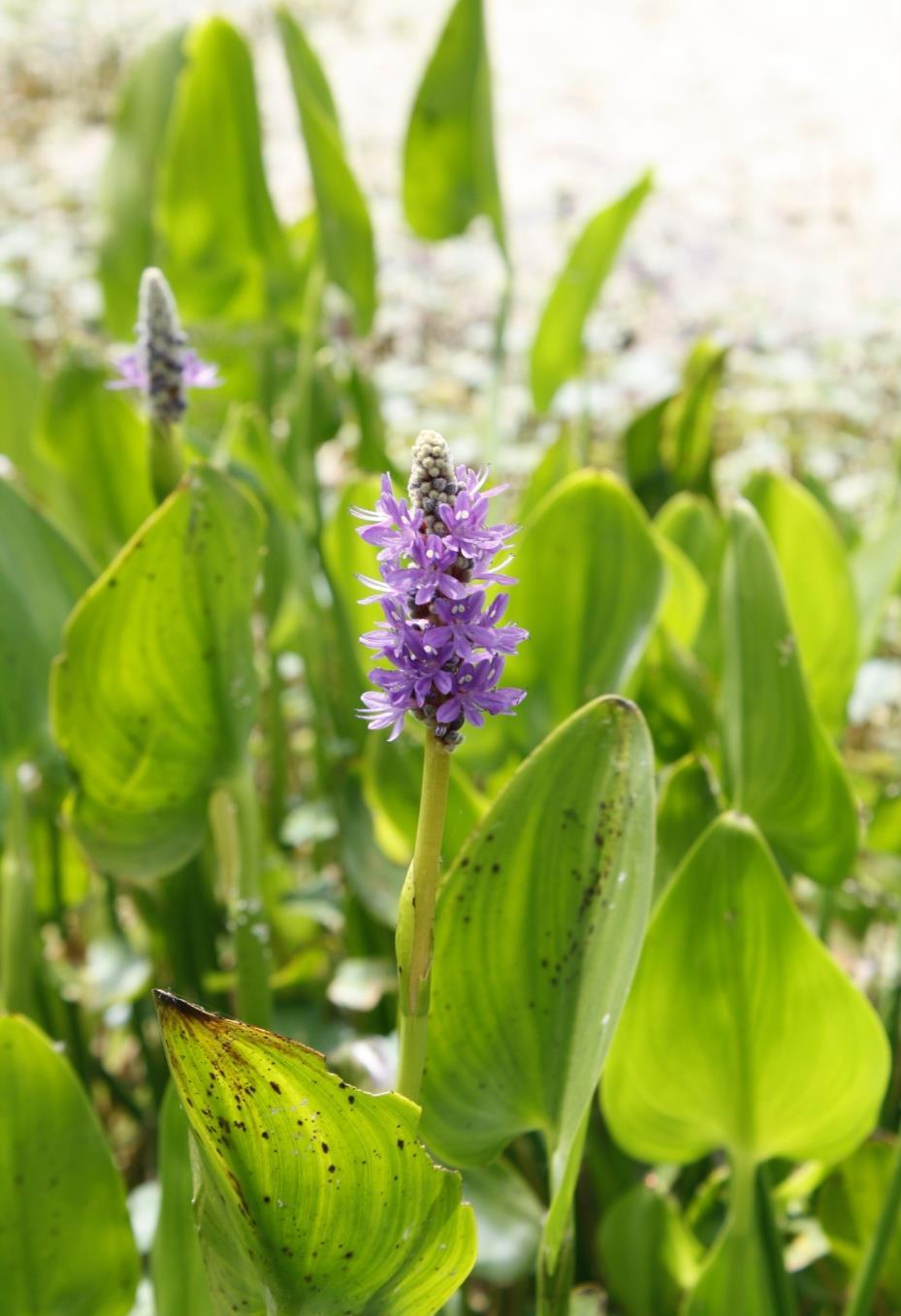 Pickerelweed This plant is a wide range aquatic plant and can be found as far north as Canada. The violet blue flowers are clustered on an upright spike.
