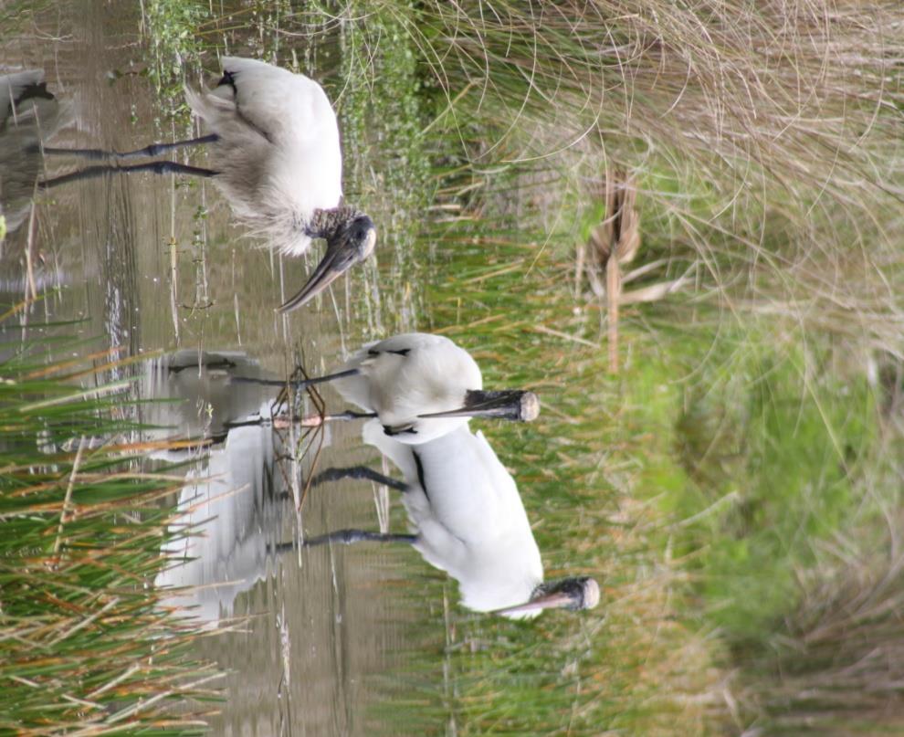 Wood storks search