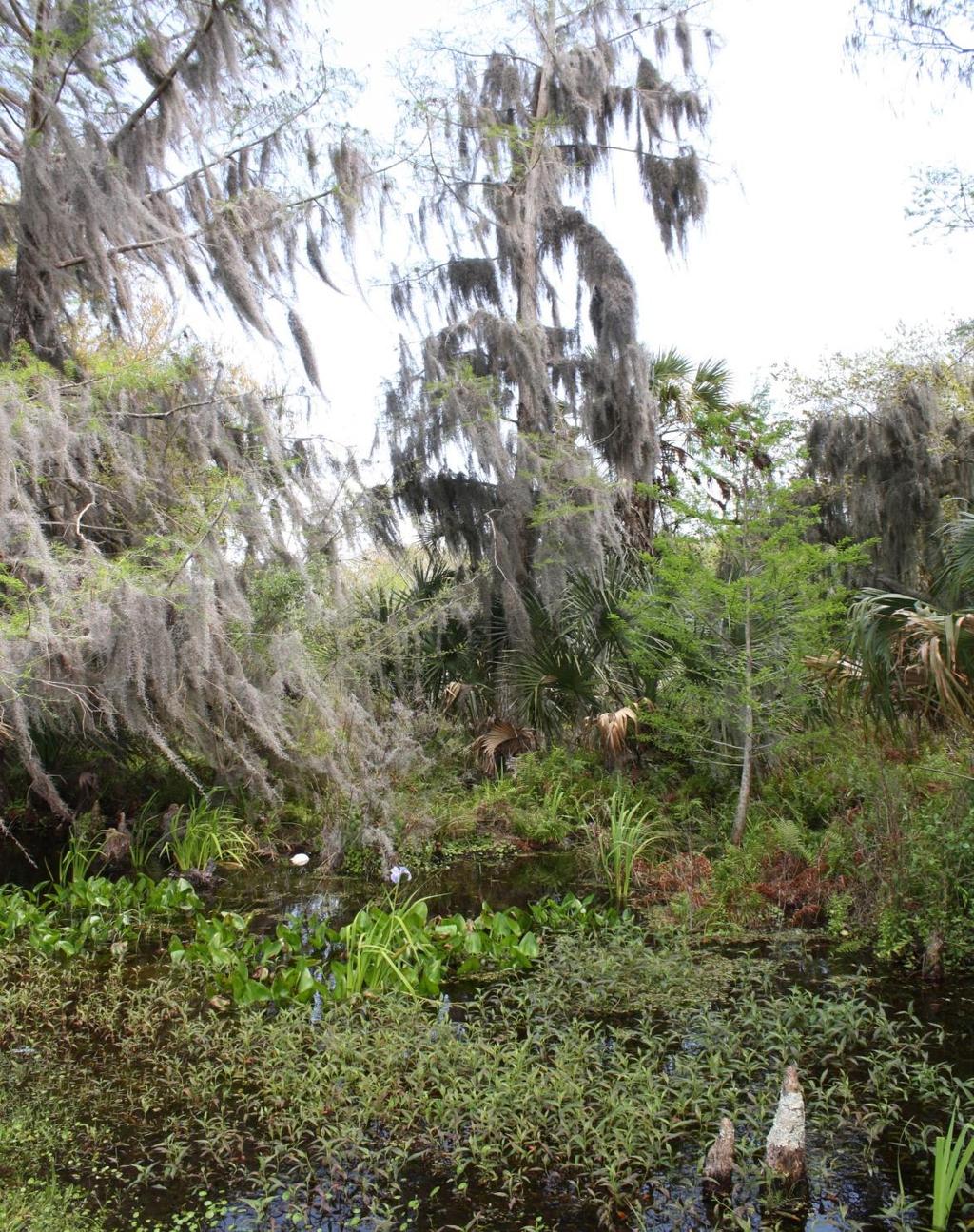 Spanish Moss Bald Cypress covered with Spanish moss, which really is not a moss but an air plant taking moisture and nutrients