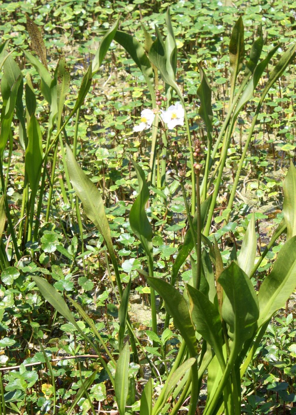 Broad-leafed Arrowhead The three-petaled white flowers can be present any time of the year.