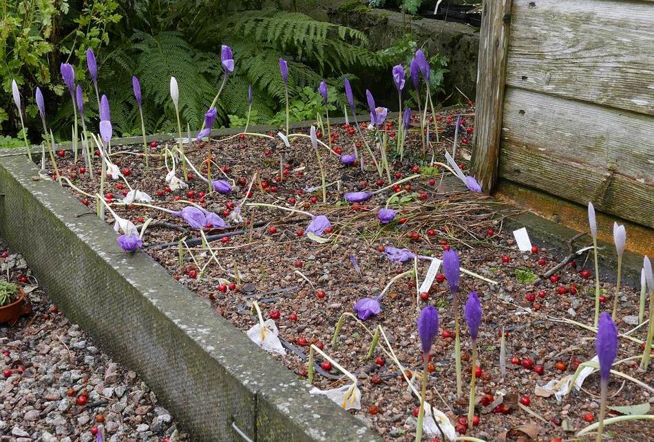 Crocus nudiflorus I showed this Erythronium plunge bed before when it was predominantly the white forms of Crocus