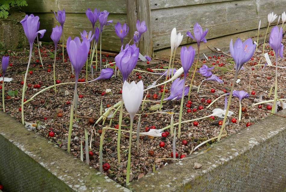 There is only one basket of Crocus nudiflorus Orla in this plunge bed all these flowers have arisen from stolons