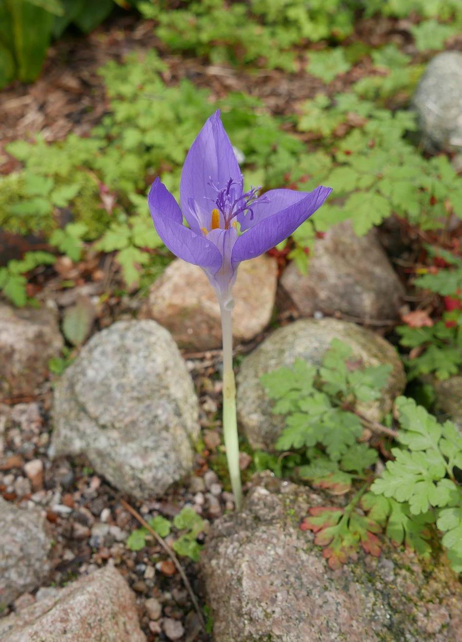 One of the survivors in the sand bed that was not eaten by the mice is this Crocus banaticus now