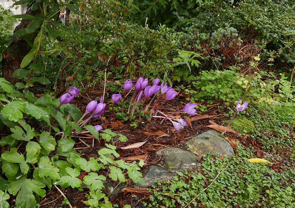 Colchicum agrippinum If I could only have one colchicum in the garden it would be Colchicum agrippinum - the reasons