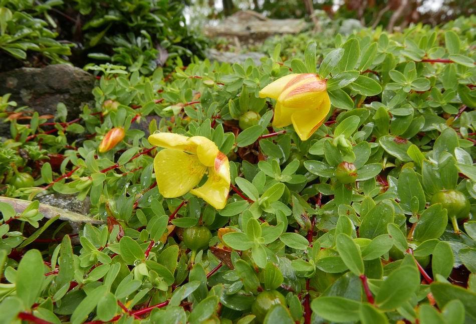 Hypericum reptans will be familiar to regular readers as it also