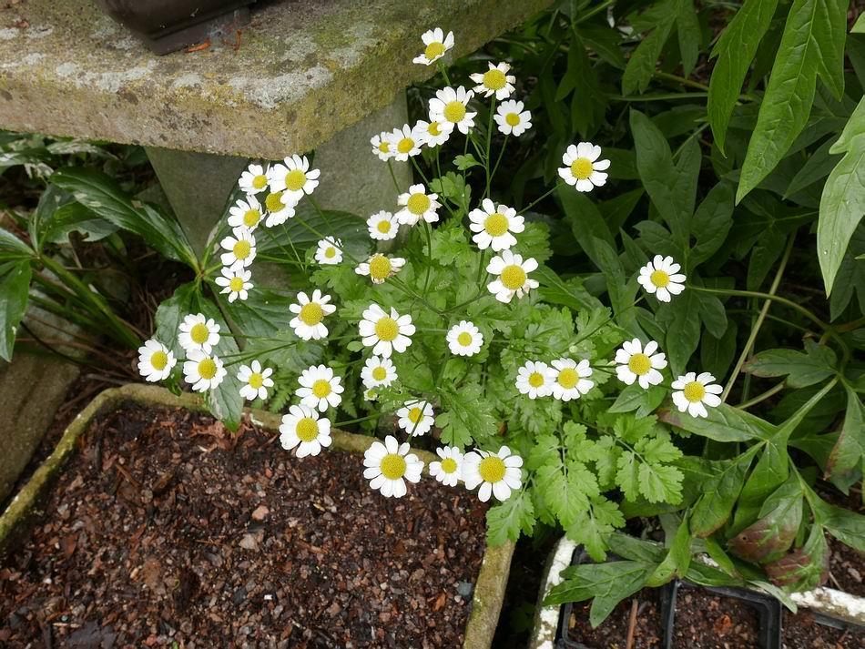A chance seedling of Tanacetum parthenium, feverfew, flowers in the