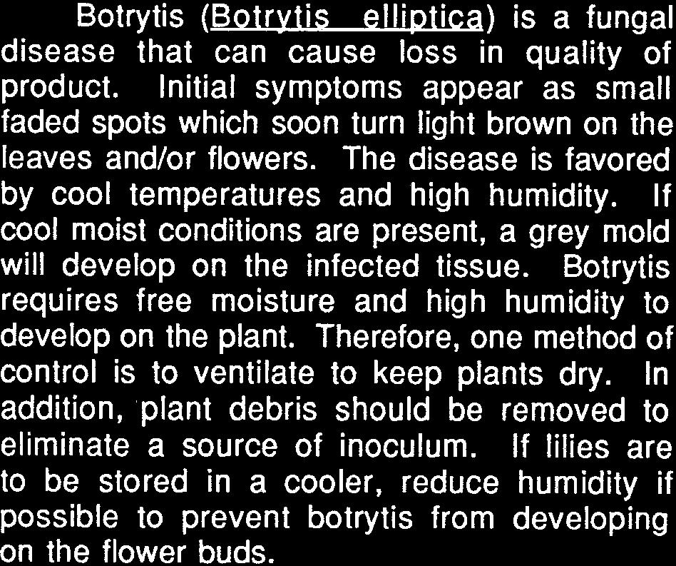 f cool moist conditions are present, a grey mold will develop on the infected tissue. Botrytis requires free moisture and high humidity to develop on the plant.