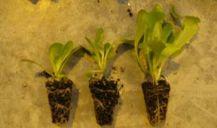 Soils Rich in Compost Pros Hold nutrients longer Less supplemental fert.