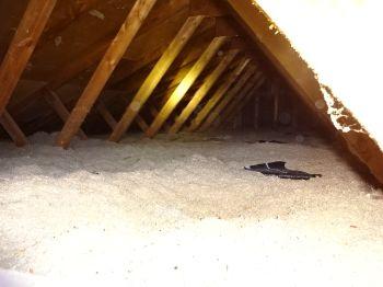 Current guidelines amount for attic insulation is 18-20 inches.