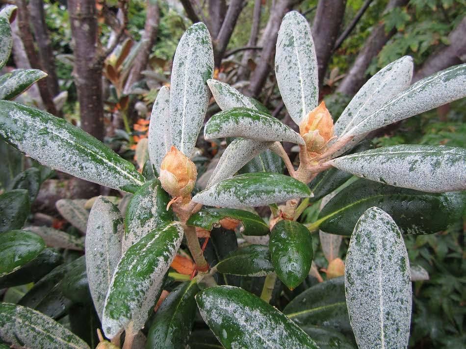 The fat furry buds protect next spring s flowers as the indumentum on the upper surface of the leaves of Rhododendron