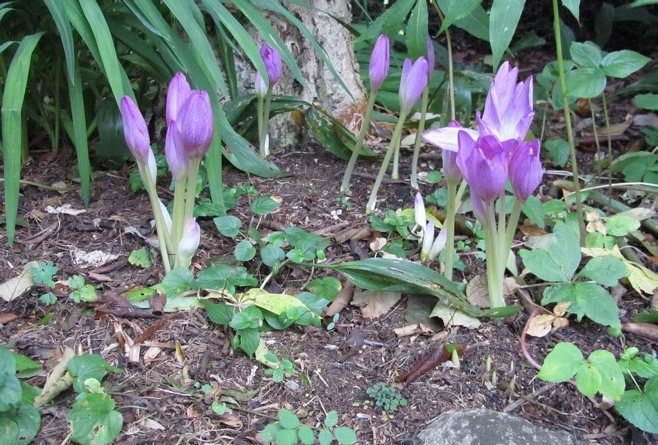 Most bulbs that clump up in the garden will start to produce more leaves than flowers after a number of years; feeding them with potassium rich fertiliser in spring will help them flower for longer