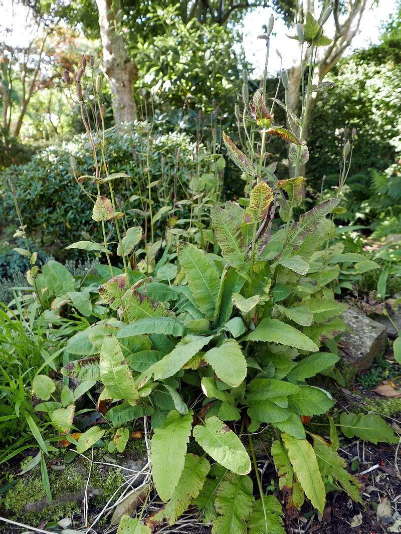 Because of the cool wet weather most of the Erythroniums are already in root so I will now have to wait until next year.