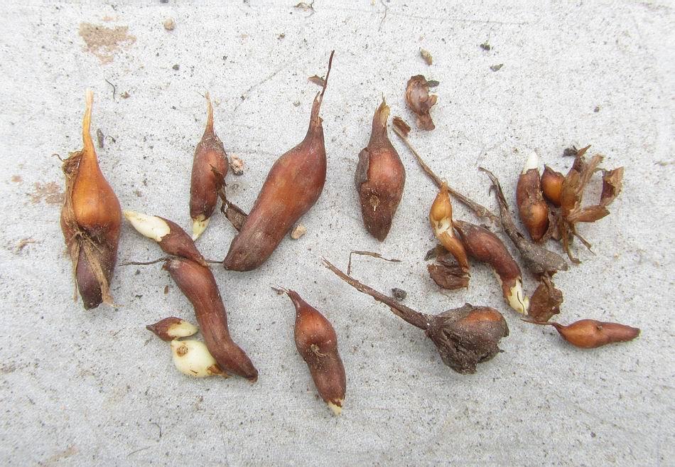 These Colchicum bulbs have produced some small offsets which I replant back with