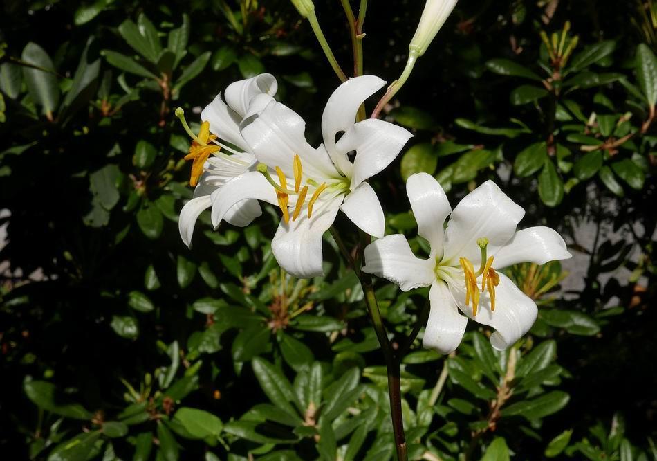 Lilium candidum flowers - only slightly