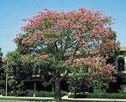 specimen trees; and A variety of