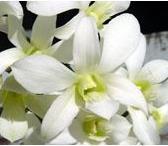 Million Dollars DENDROBIUM ORCHIDS DENDROBIUM ORCHID SALES DOWN 2 PERCENT In 2016, Dendrobium orchid were valued at $4.9 million, 2 percent lower than 2015. Potted in bud/bloom contributed $3.