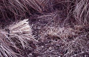 ORNAMENTALS Cut Back Ornamental Grasses Now is a good time to remove dead foliage from ornamental grasses.