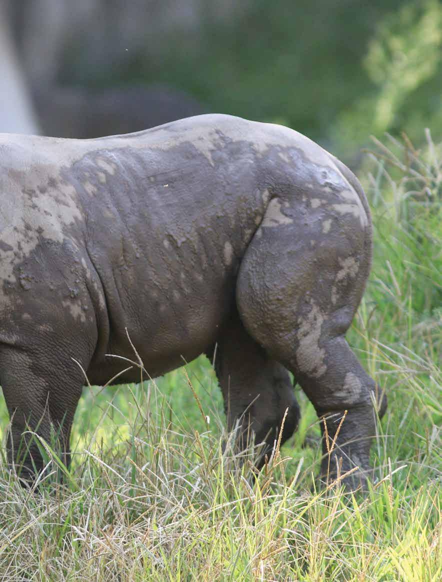 RHINO RESERVE To provide more home to roam for black rhino breeding pairs and their offspring, the