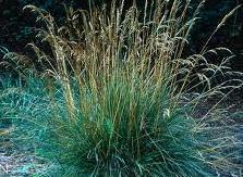 Tufted Hairgrass Deschampsia caespitosa A densely tufted, rather