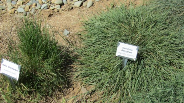 Bentgrass (Agrostis) Bent : Shallow roots, bend just below the soil surface, grow laterally Fairly tolerant of shade