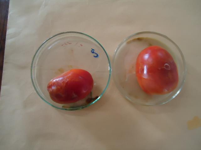 Tomato inoculated with spore suspension of Geotrichum sp. and treated with celery oil (A), carrot oil (B) and clove oil (C).