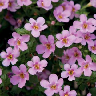 Fuchsia Small Upright: & Purple & Helichrysum: Heliotrope: Ipomoea: