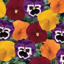 .. Dark Blotched with Veins Tanzanite.... Lt. s / Purple Tri Color... Purple, and Primrose True... Solid Bright Violet &... Purple w/ Face Watercolor.