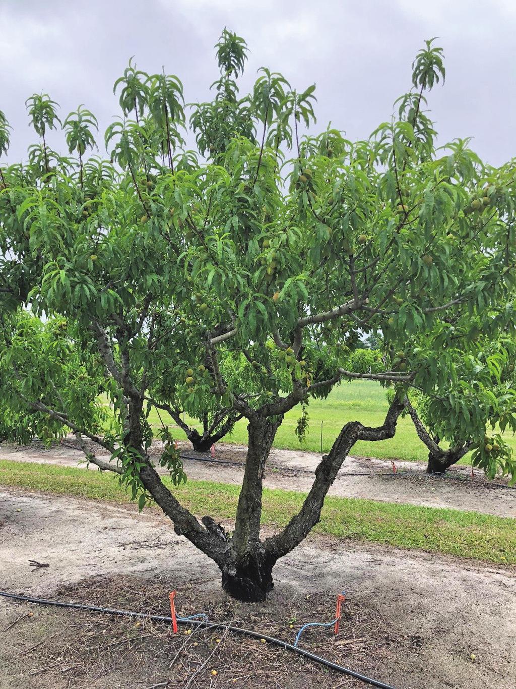 HS1111 Training and Pruning Florida Peaches, Nectarines, and Plums1 Ali Sarkhosh and James Ferguson2 Fruit from Florida s early maturing peach, nectarine, and Japanese plum cultivars mature in April