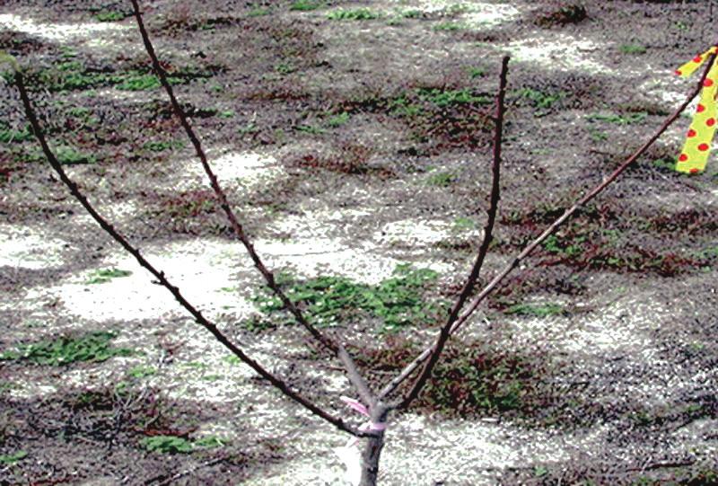 First Year Dormant Pruning By the end of the first year, a number of potentially primary or scaffold branches will have grown on peaches and nectarines.