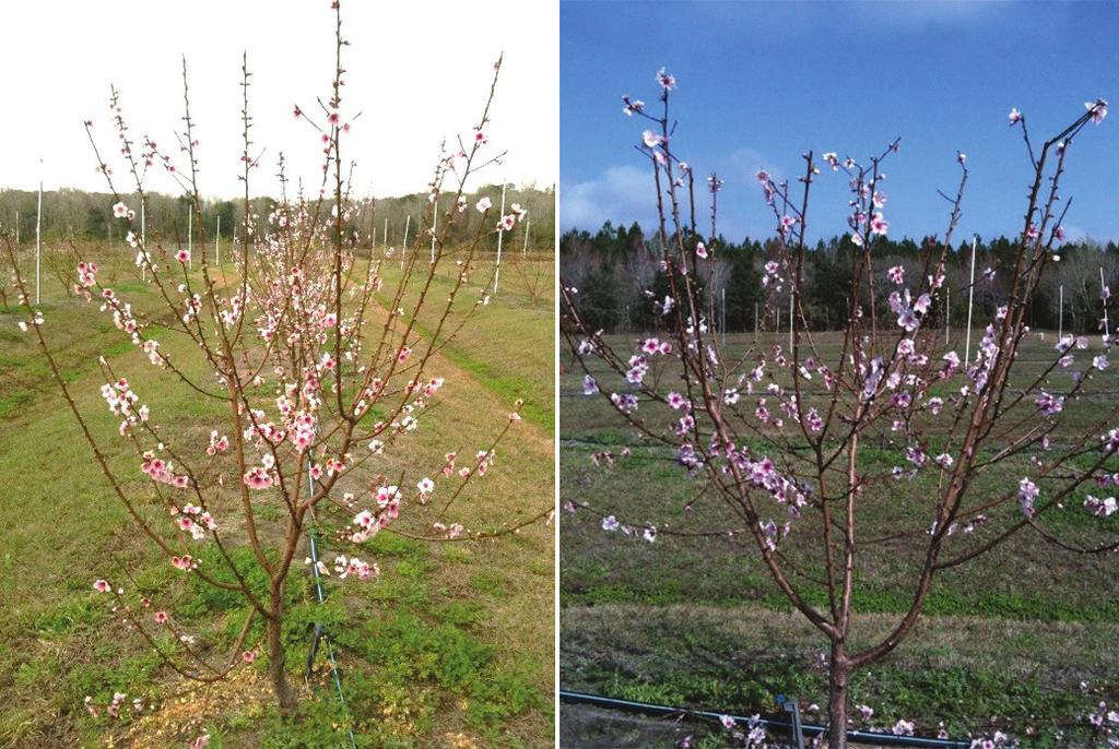 Second Year and Later Dormant Pruning During the second dormant season for peaches and nectarines select two to three vigorous lateral branches growing outward from each of the primary scaffold