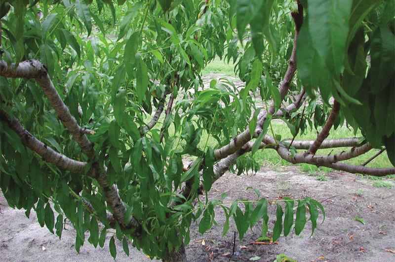 Note that plums grown in Florida develop such densely branching canopies that the interior of the tree must also be dormant pruned to allow light penetration.
