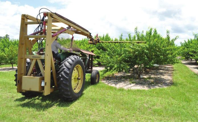 When trees are planted on single or double row beds in flatwoods soils, tree height should be lower to facilitate fruit harvest for pickers harvesting fruit from the sloping