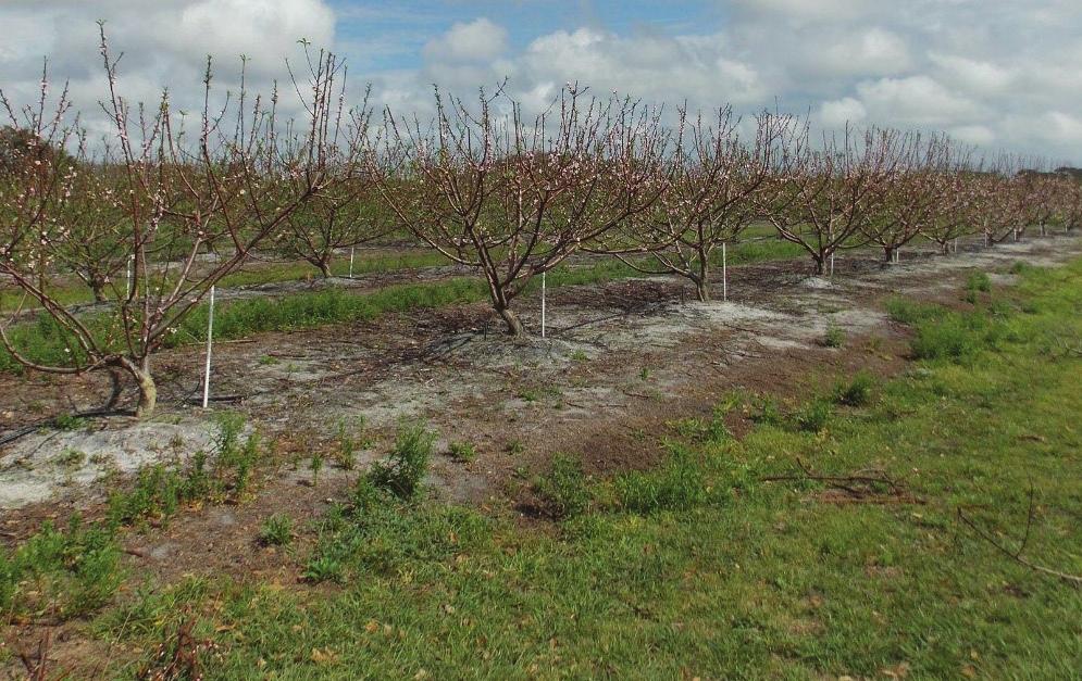 Time of Pruning Tree condition, cultivar, geographic location, and history of past spring freezes should be considered when determining the best time for pruning.