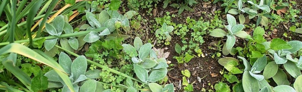 Type of Guide: Weed Identification Common garden weeds are persistent garden invaders that will often grow back if you fail to treat them correctly.