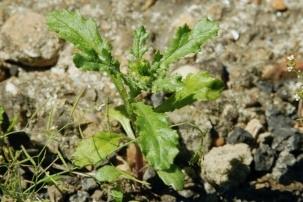 3. Groundsel (Senecio Vulgaris) This weed is capable of being blown in by wind from surrounding areas such as fields or neighbouring gardens, so don't be surprised if it crops up at random.