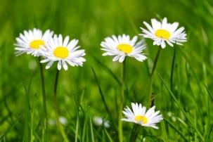 This is likely the most common and recognisable lawn weed in the UK. I'm sure many of us have had a go at making our best attempt at a daisy chain at least once in our lives.