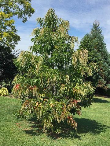 sourwood tree can be used as a multi-season specimen tree at the edges of a woodland garden or in open woodland.