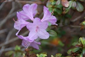 Snipe This variety belongs to the group of small-leaved, compact Rhododendron species and hybrids, whose flower-size is smaller than their showy cousins but always produced in spectacular profusion