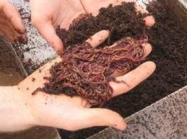 To begin - Bedding Bedding is the living medium and also a food source for the worms.