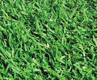 We ve developed this guide to help you choose the right lawn for your garden and show you how you can have a healthy, water efficient lawn.