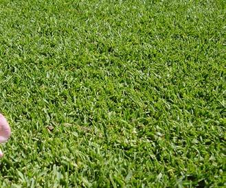 The following lawn varieties are drought tolerant and suitable for WA s warm conditions: Soft leaf buffalo grasses Disease, weed and fungus resistant Low allergy Low to medium spreading rate into