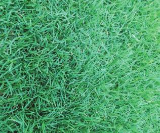 Couch grasses Low to medium spreading rate into garden beds Moderate maintenance required Excellent wear, recuperative Responds well to fertilisers and becomes green quickly Disease and pest