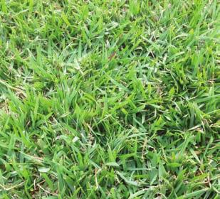 Zoysia grasses Excellent resistance to weeds, pests and diseases Excellent cold hardiness Easy weed control Low water usage Less mowing Zoysia should ideally be mown every